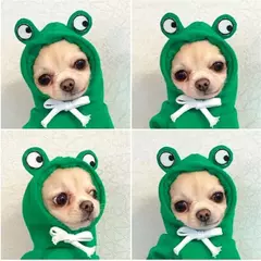 Animal de estimação com capuz roupas para cães bulldog frances aparelhos para na internet