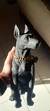 Perro Parlante Bluetooth Doberman - comprar online
