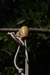 Colar com Madeira Reciclada e Semente Natural na internet
