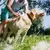 Pet Dog Brush – Escova Profissional de Aço Inoxidável para Cães - Juca