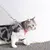 Chicote com Guia para Pets – Conforto e Segurança para Cães e Gatos!