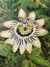 Flor de la Pasión - Cuadro original en internet