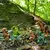 Dinoconstruções | Blocos Educativos de Dinossauros para Montar e Imaginar