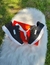 Imagen de puma