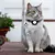 Mini rastreador para pets - comprar online