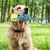 Pelota con Soga Para Perros Chicos y Medianos en internet