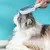 Imagem do Pente Limpo para Remoção de Pelos de Cães e Gatos