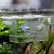 IsoBox Cristal – Criadeira Acrílica Transparente para Aquário - loja online