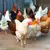 GranjaClip 6X – Anéis Resistentes para Frangos, Patos e Gansos (60 Un.) - loja online