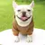 Moda roupas para cães outono e inverno roupas pequenas para animais de estimaç - loja online