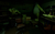 Five Nights at Freddy's: Secret of the Mimic - comprar online