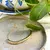 Pulseira Lia - comprar online