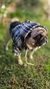 Buzo Hoodie - tienda online
