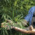 Cultivo