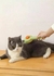 Cepillo CleanPaw - pawerfull