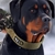 Collar táctico para perros - comprar en línea