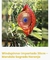 Winspinner importado MANDALA SAGRADO NARANJA