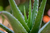 Extrato Glicólico Babosa/Aloe Vera (100ml) - comprar online