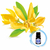 Essência Vela Ylang Ylang 100ml - loja online