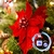 Essência Flor de Natal 100ml - comprar online