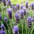 Óleo Essencial Lavanda/Cosmético (10ml)