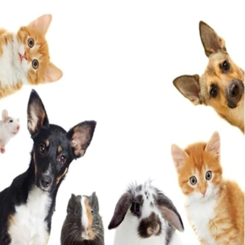 Reiki para Mascotas - comprar en línea