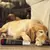 Peluches para Perro con Forma de Cigarros - tienda online