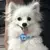 Luz LED Recargable para Collar de Mascotas - comprar online
