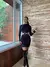 Vestido Stella - comprar online