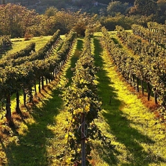 Espumante Brasileiro Viva La Vida Moscatel Rosé 750ml - loja online