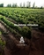 Kit 12 Vinho Tinto Seco Argentino Roca Malbec Merlot 750ml - loja online