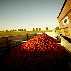 Passata Italiana Rustica Cirio Vidro Purê De Tomate 680g - comprar online