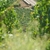 Kit 6 Vinho Branco Louis Jadot Petit Chablis 2022 750ml na internet