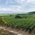 Vinho Branco Francês Louis Jadot Petit Chablis 2022 750ml na internet