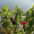 Kit 6 Vinho Branco Riesling Dry Blue Slate Dr Loosen 750 ml - loja online
