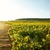 Imagem do Kit 3 Vinho Branco Louis Jadot Bourgogne Chardonnay 750ml