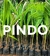 Palmeras Pindo