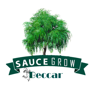 Sauce Grow Beccar