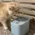 Fonte de água para gatos, filtro automático, usb, elétrico, mudo, bebedor para gatos, 1,5l, recircular, bebedor para gatos. - comprar online