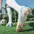 Chuteira Nike Air Zoom Mercurial Superfly 10 Academy Campo na internet