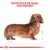 Royal Canin Dachshund Adult 1.5Kg - tienda en línea