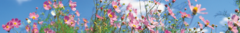 Banner de la categoría Elige tu sustrato según tu tipo de Planta