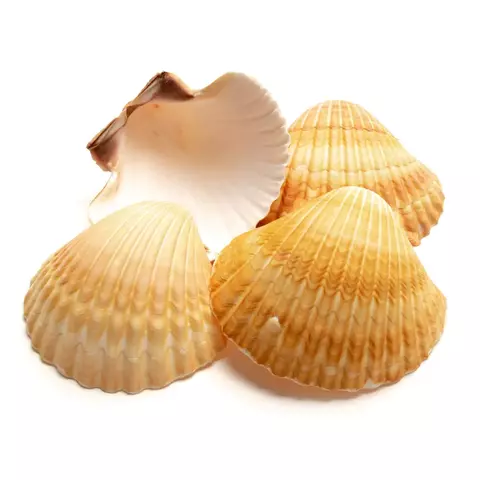 Concha Shell Unidade