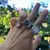 anillo CLOCK - comprar online