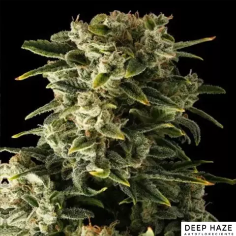 Deep Haze Auto x3 ADN Seeds - comprar online