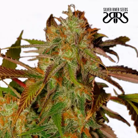 Flash x5 Silver River Seeds - comprar online