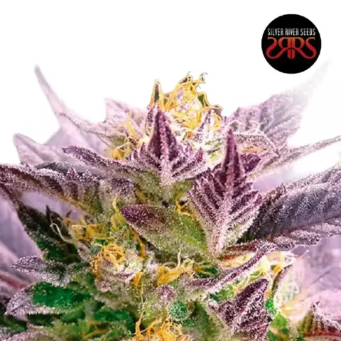 Ghost Rog x5 Silver River Seeds - comprar online