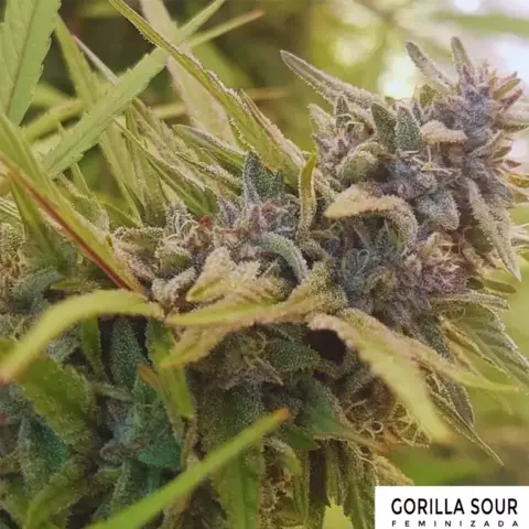 Gorilla Sour x3 ADN Seeds - comprar online