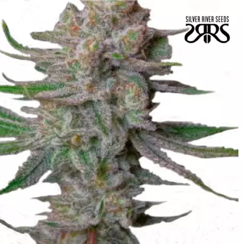 Lemon Ram x5 Silver River Seeds - comprar online