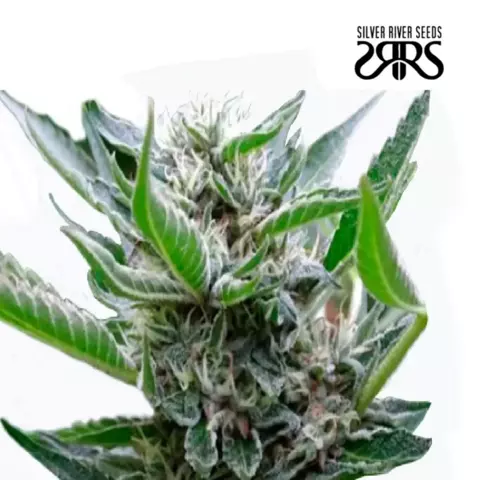 Sour Flash x5 Silver River Seeds - comprar online